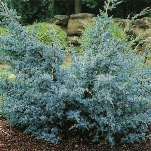 Borievka čínska (Juniperus chinensis) ´BLUE ALPS´ - výška 60-80 cm, ⌀ 50 cm, kont. C3L 